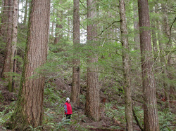 An area of the Elliott State Forest that was later clearcut. Photo by Francis Eatherington.